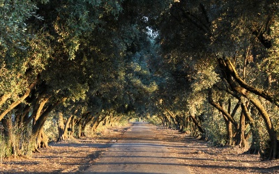 Olive Tree Lane, Davis, California